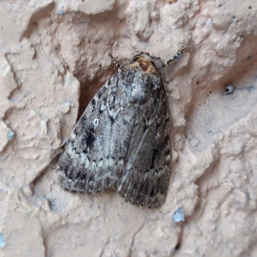 Amphipyra pyramidea